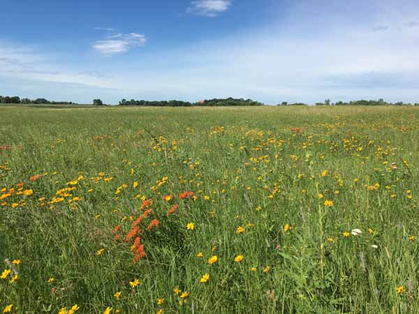Prairie Landscape